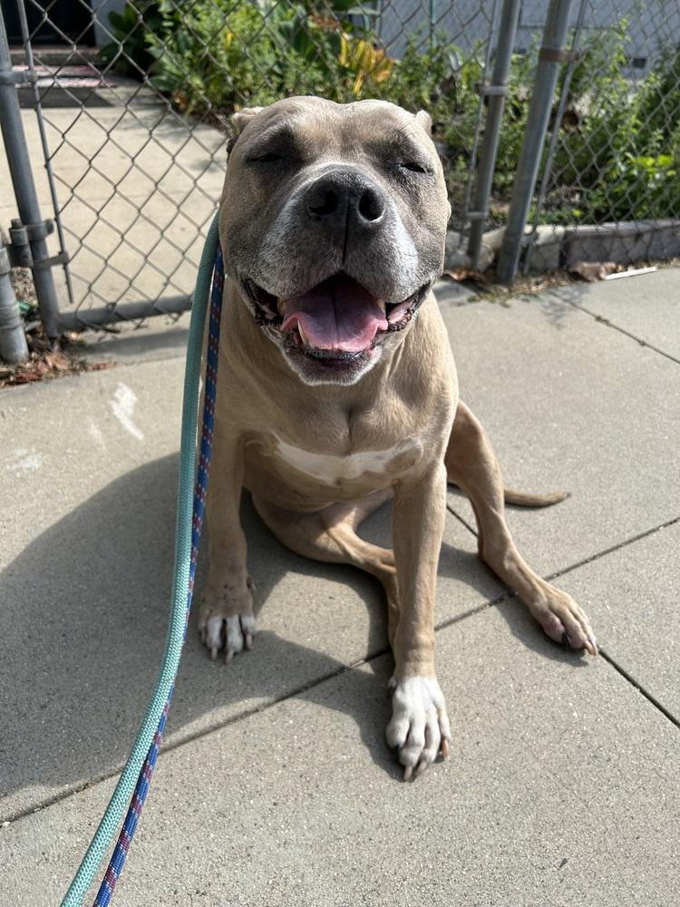 Enlarge Penny, a Adoptable mixed breed in los angeles, CA image 4/6