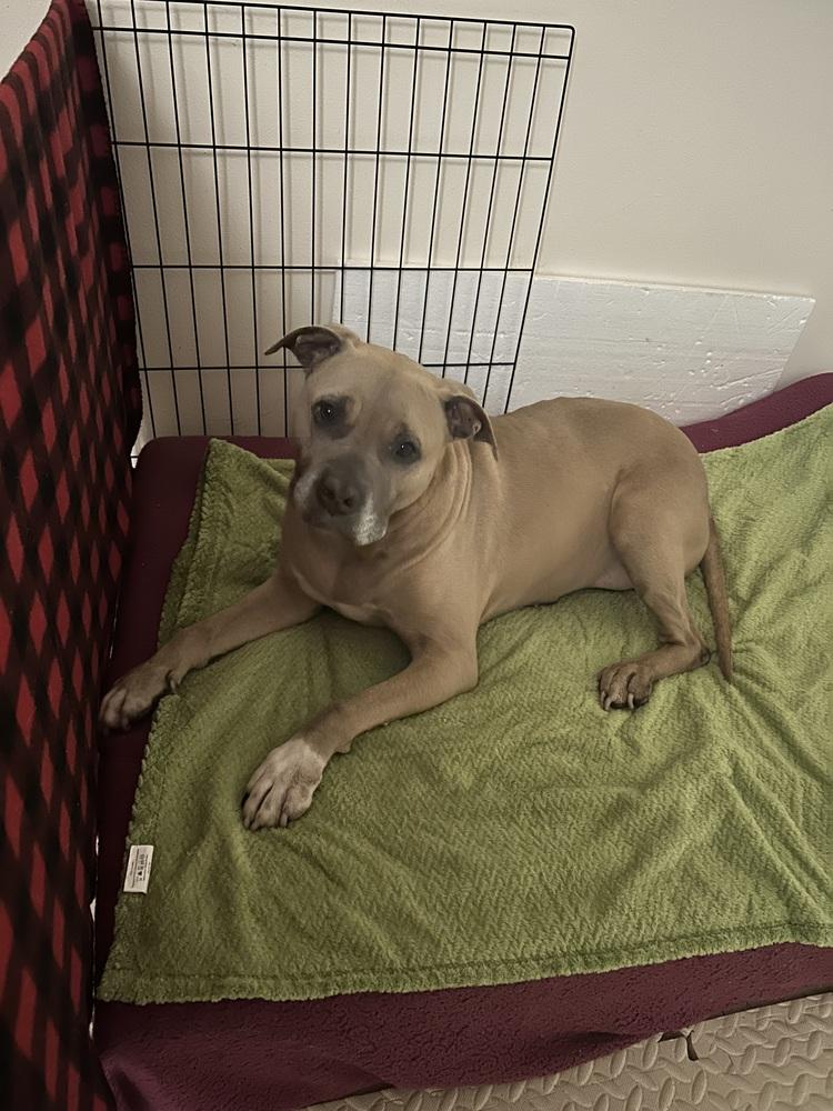 Enlarge Penny, a Adoptable mixed breed in los angeles, CA image 5/6