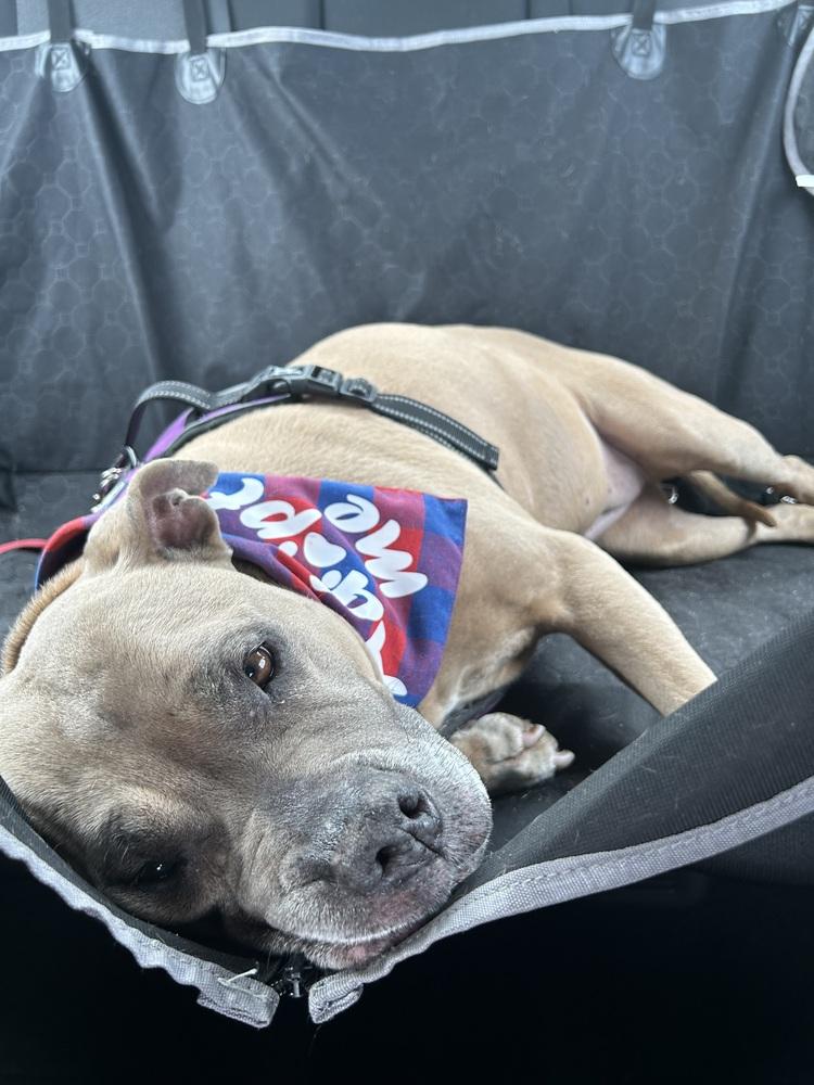 Enlarge Penny, a Adoptable mixed breed in los angeles, CA image 6/6