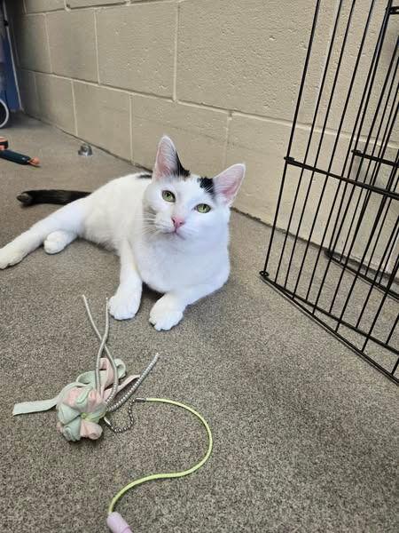 Josephine, Adoptable, Adult Female Domestic Short Hair.