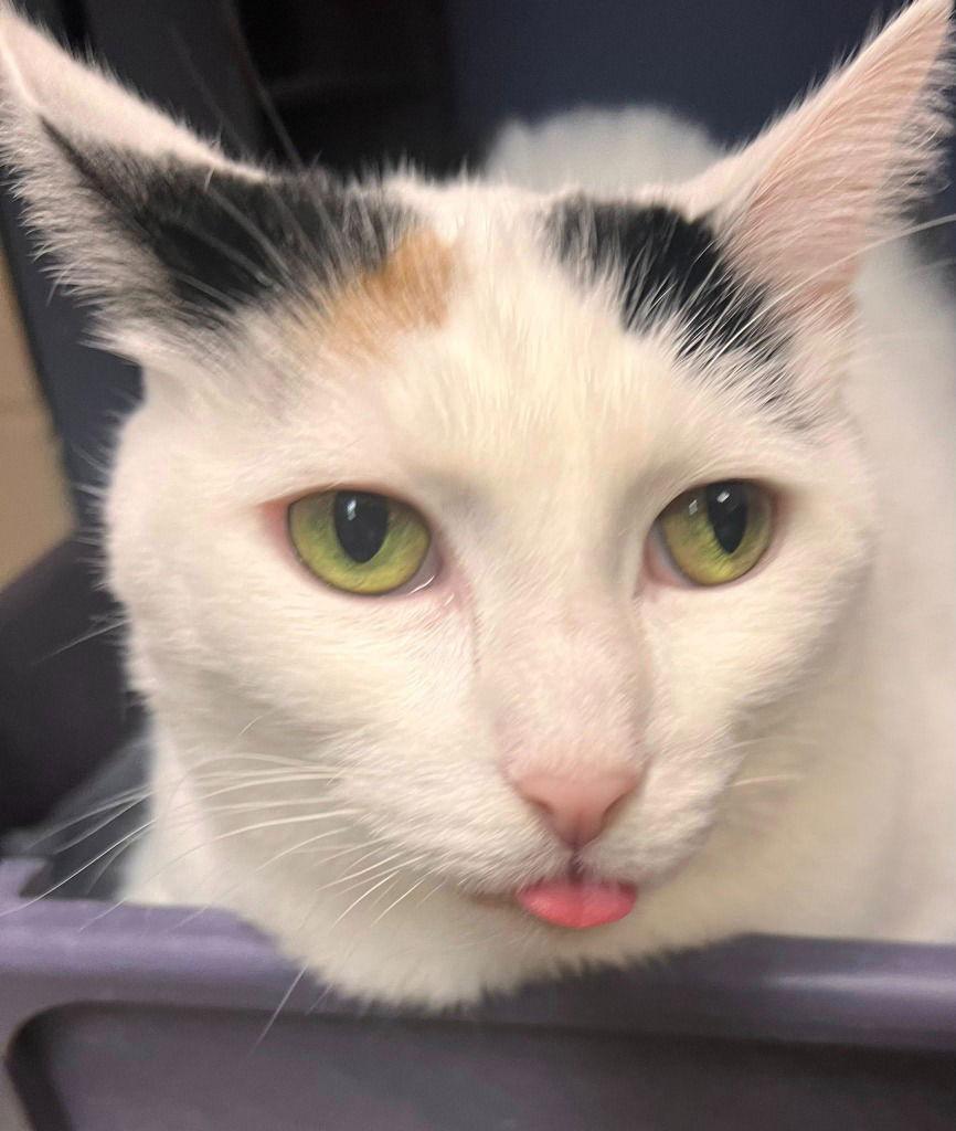 Josephine, a Adoptable Domestic Short Hair in Sayreville, NJ image 2/3