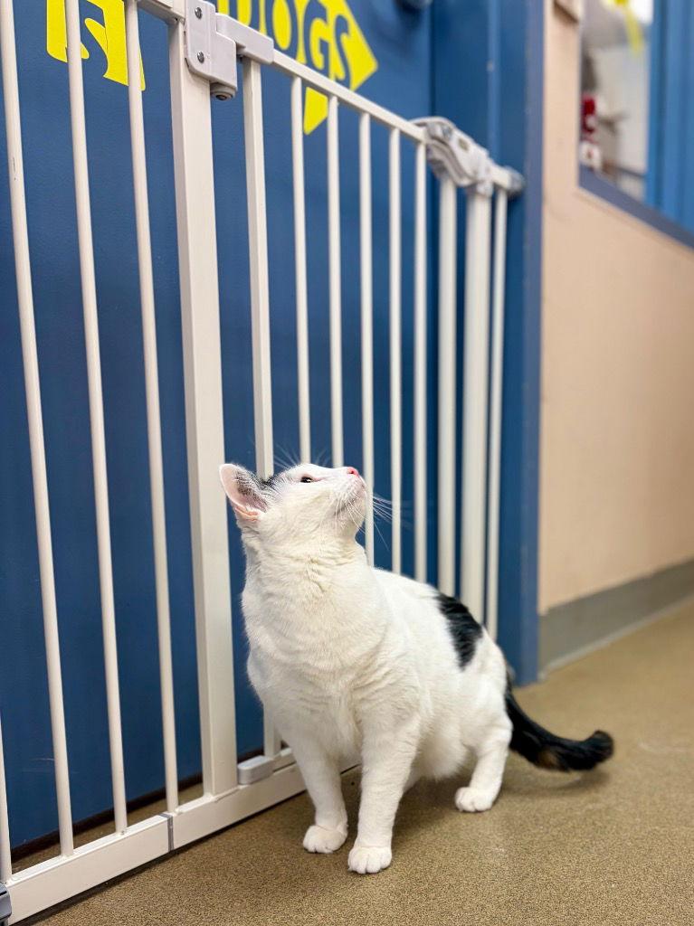 Josephine, Adoptable, Adult Female Domestic Short Hair.