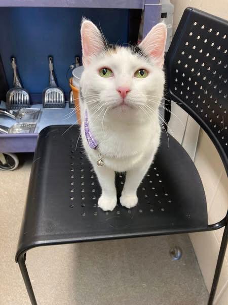 Josephine, a Adoptable Domestic Short Hair in Sayreville, NJ image 3/3