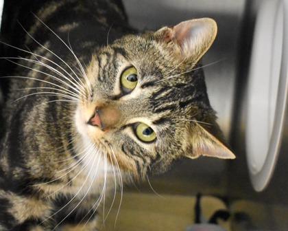 Bullseye, Adoptable, Adult Male Domestic Short Hair.
