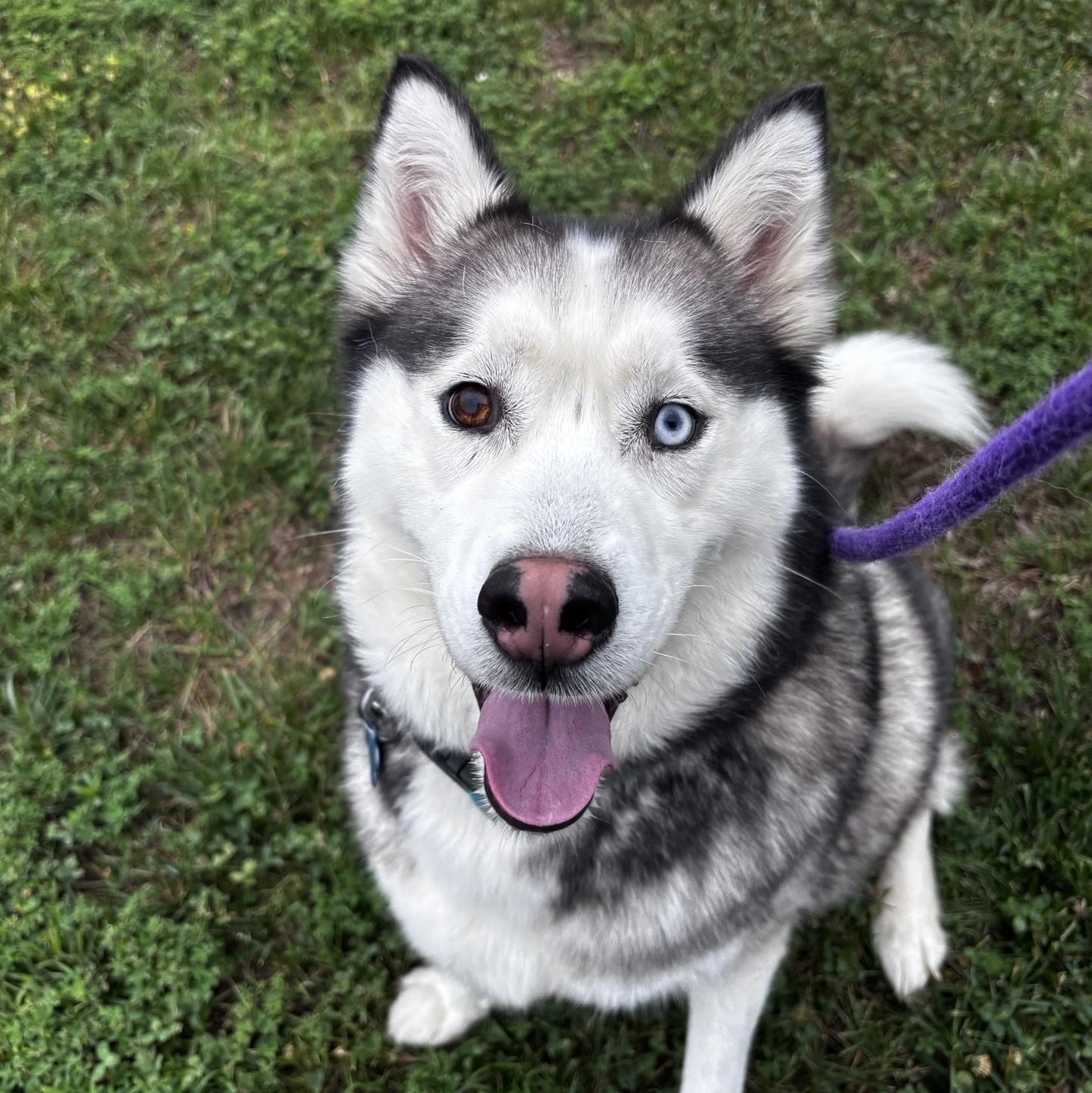 Enlarge Russet (ID 51610), an adoptable Husky in Manassas, VA image 2/3