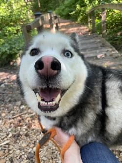 Russet (ID 51610), adoptable, Adult Male Husky.
