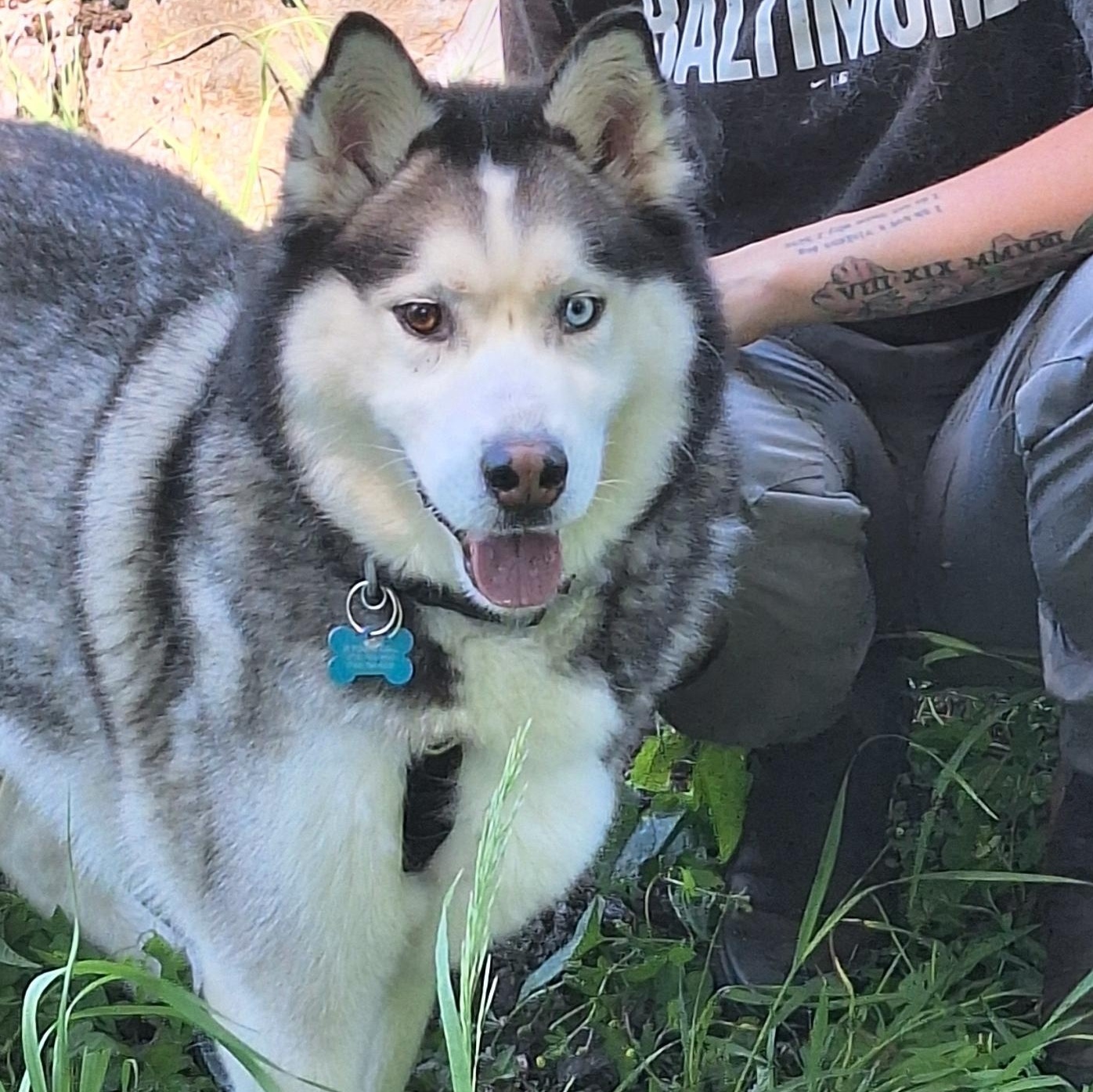 Enlarge Russet (ID 51610), an adoptable Husky in Manassas, VA image 3/3