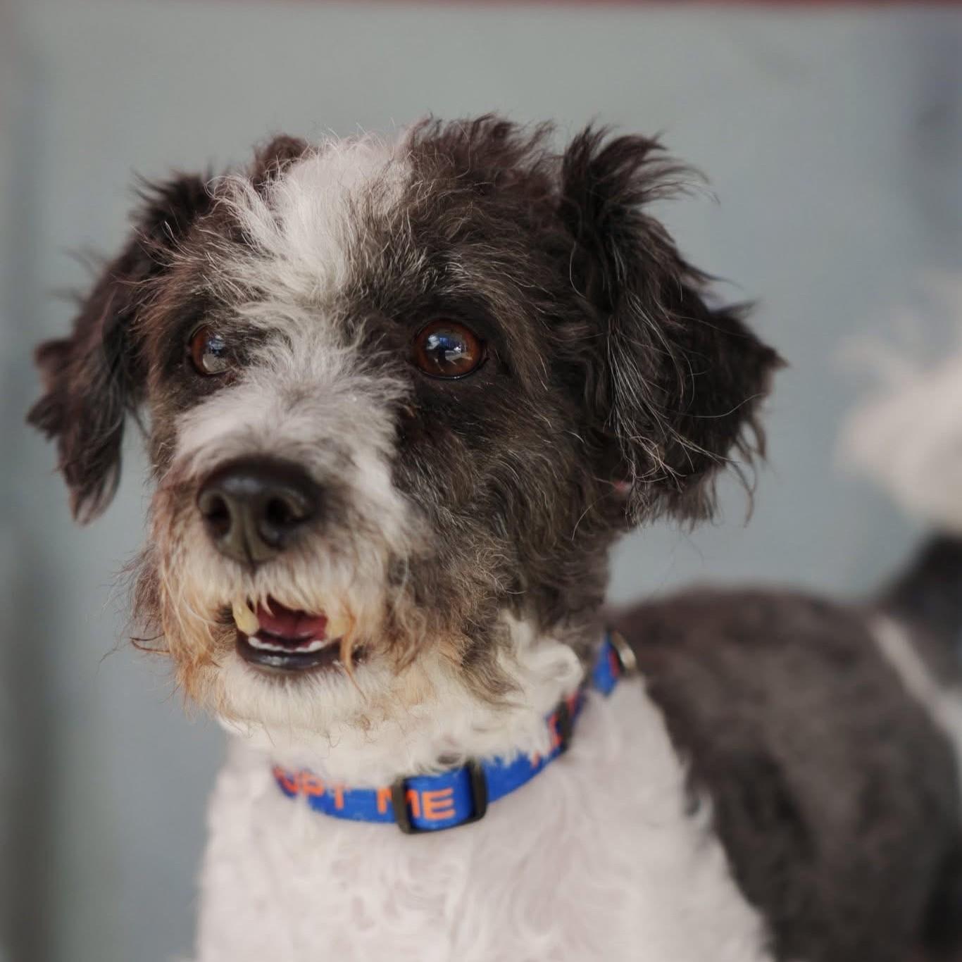 Enlarge Checkers, a ADOPTABLE Miniature Poodle in Grafton, OH image 1/3