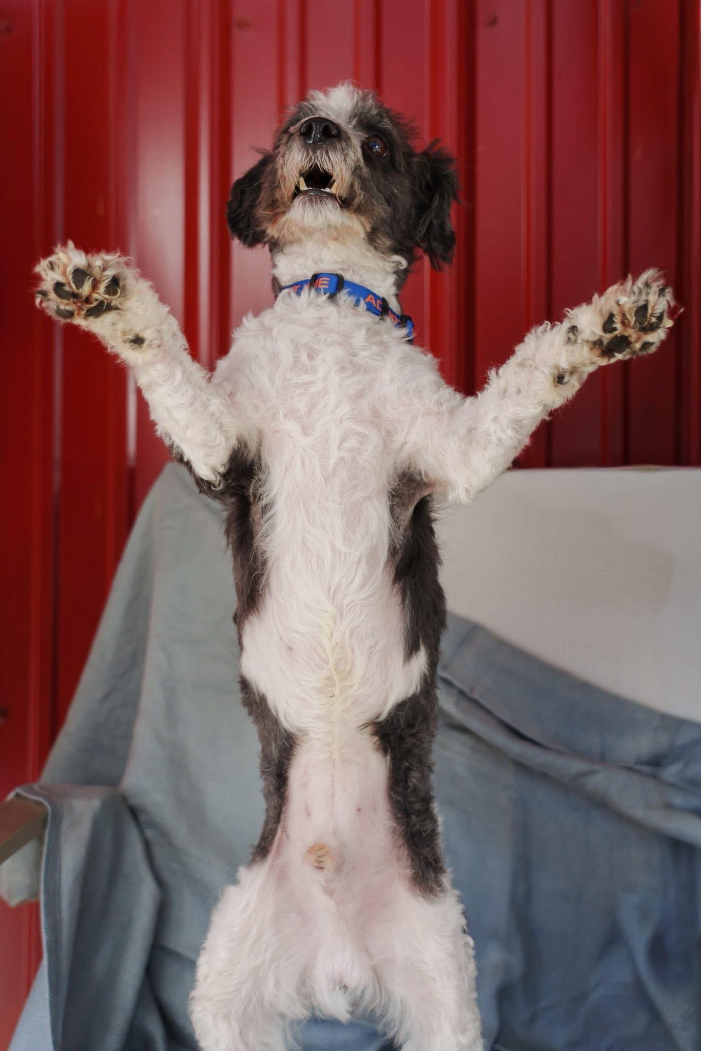 Enlarge Checkers, a ADOPTABLE Miniature Poodle in Grafton, OH image 2/3