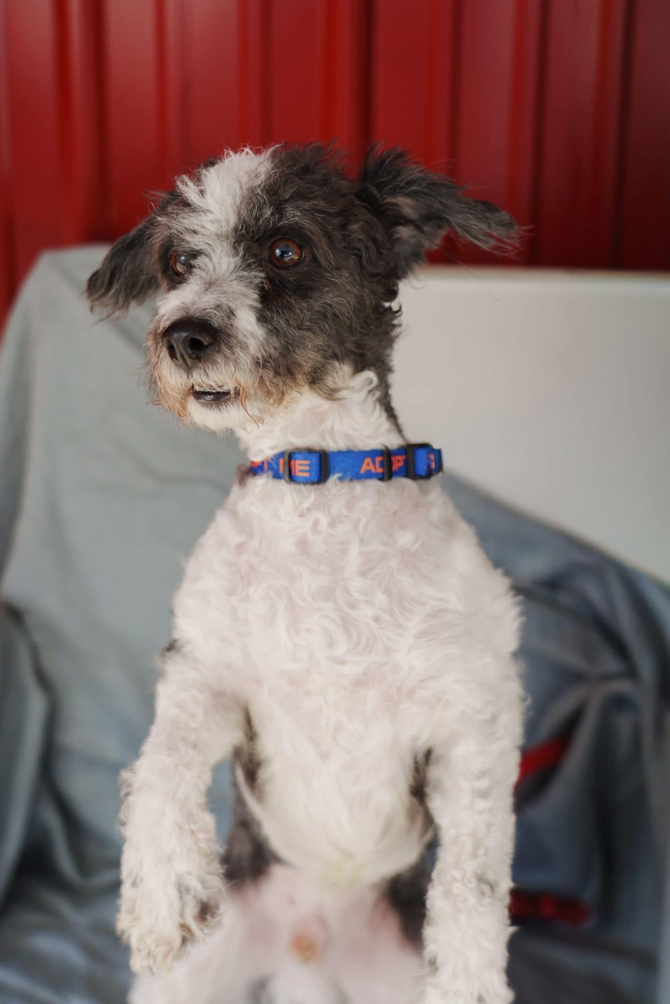 Enlarge Checkers, a ADOPTABLE Miniature Poodle in Grafton, OH image 3/3