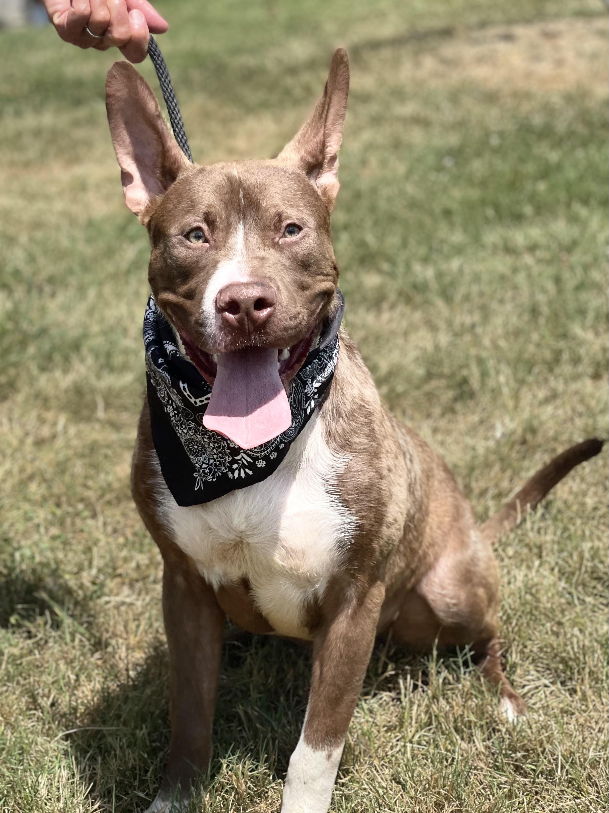 Carmel is a sweet boy that was brought to be euthanized due to lack of space at an area shelter