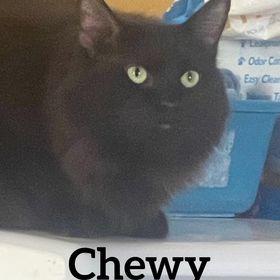 Enlarge Chewy, a Adoptable Domestic Long Hair in Midland, TX image 1/1