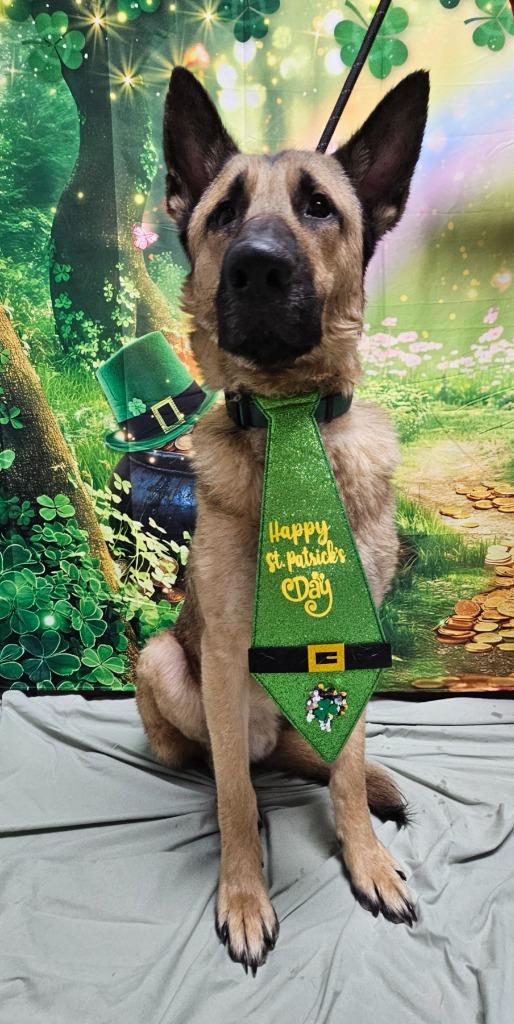 Ranger, Adoptable, Young Male German Shepherd Dog & Belgian Shepherd / Malinois.