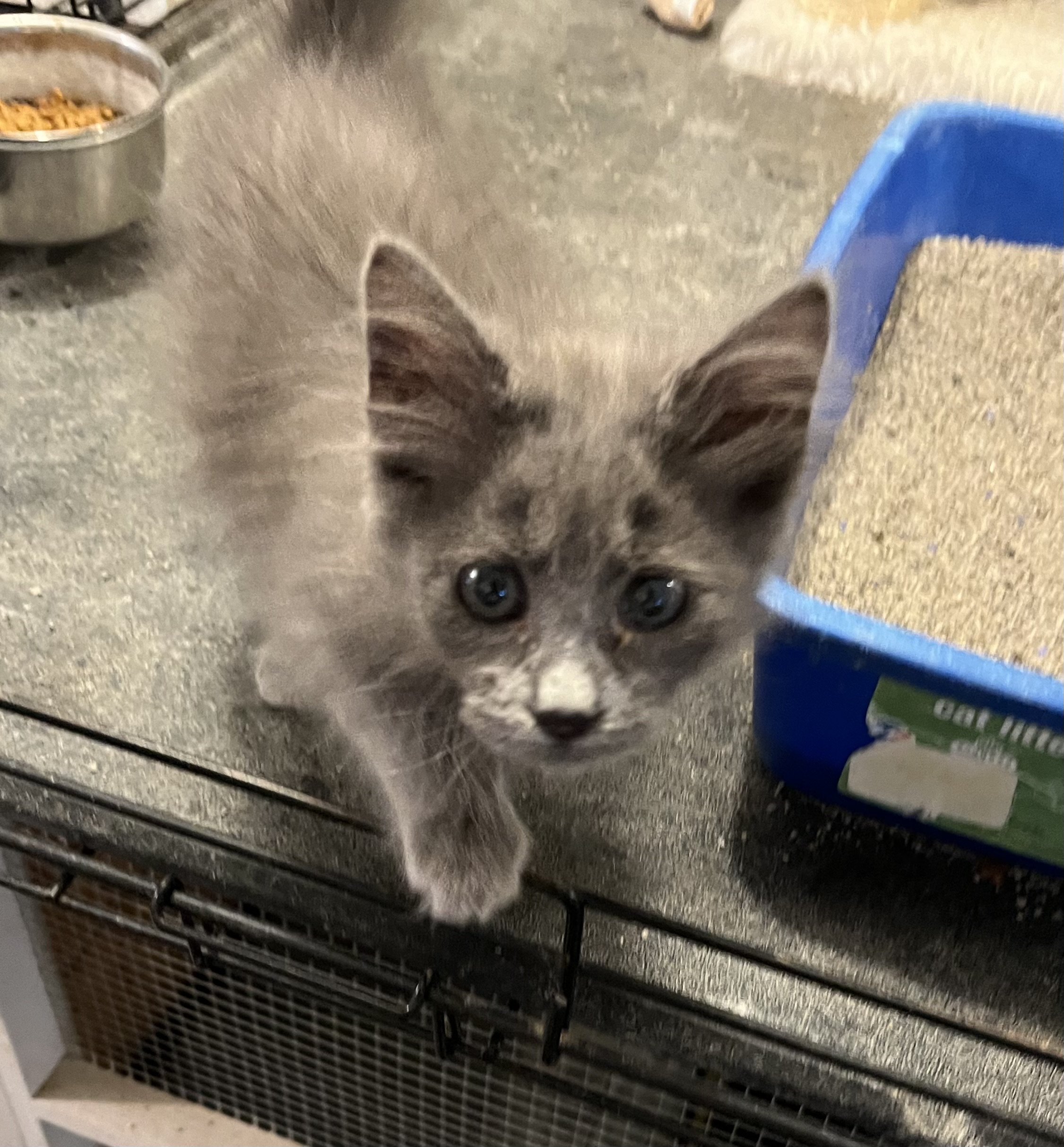 Char, a Adopted Domestic Medium Hair in Clifton, KS image 2/3