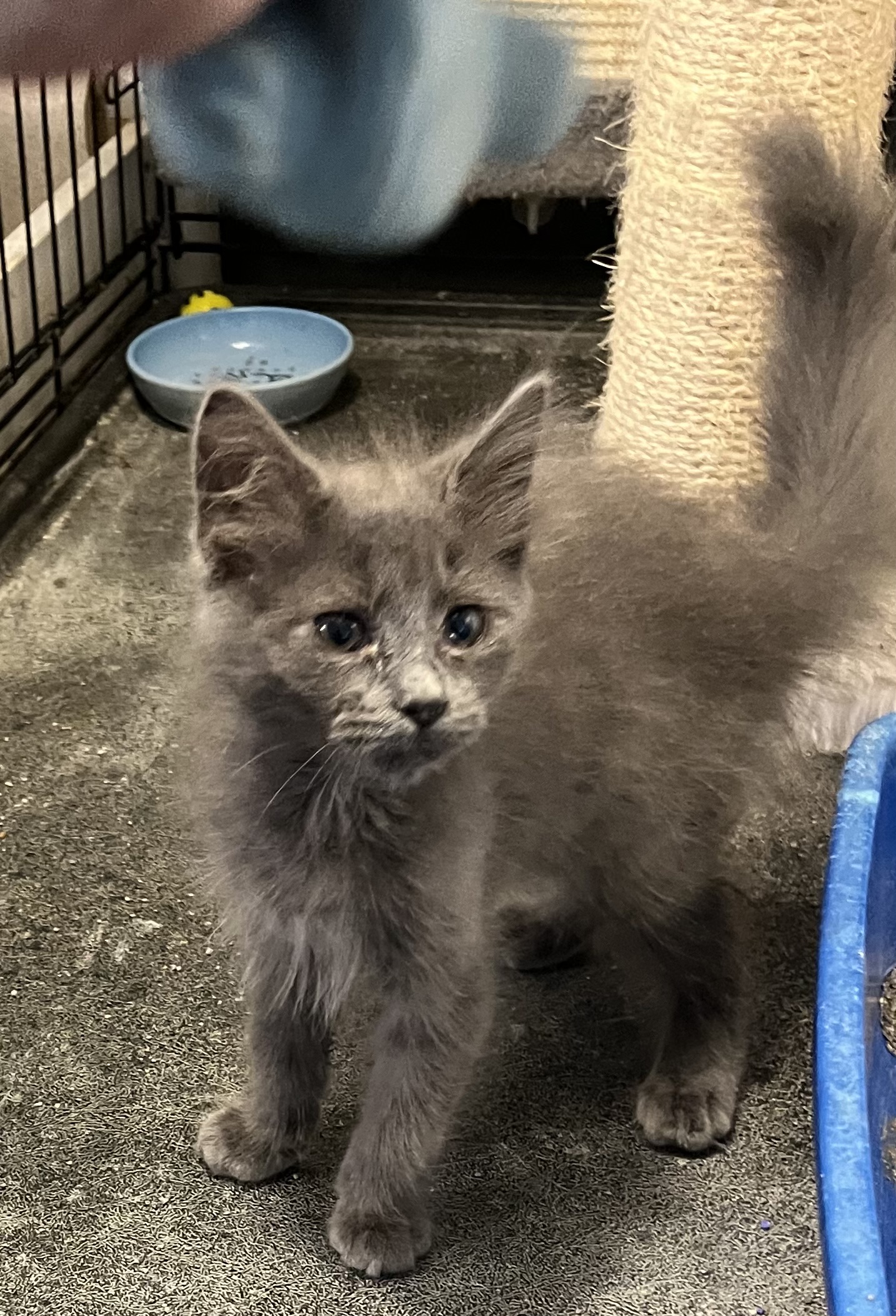 Char, Adopted, Kitten Female Domestic Medium Hair.