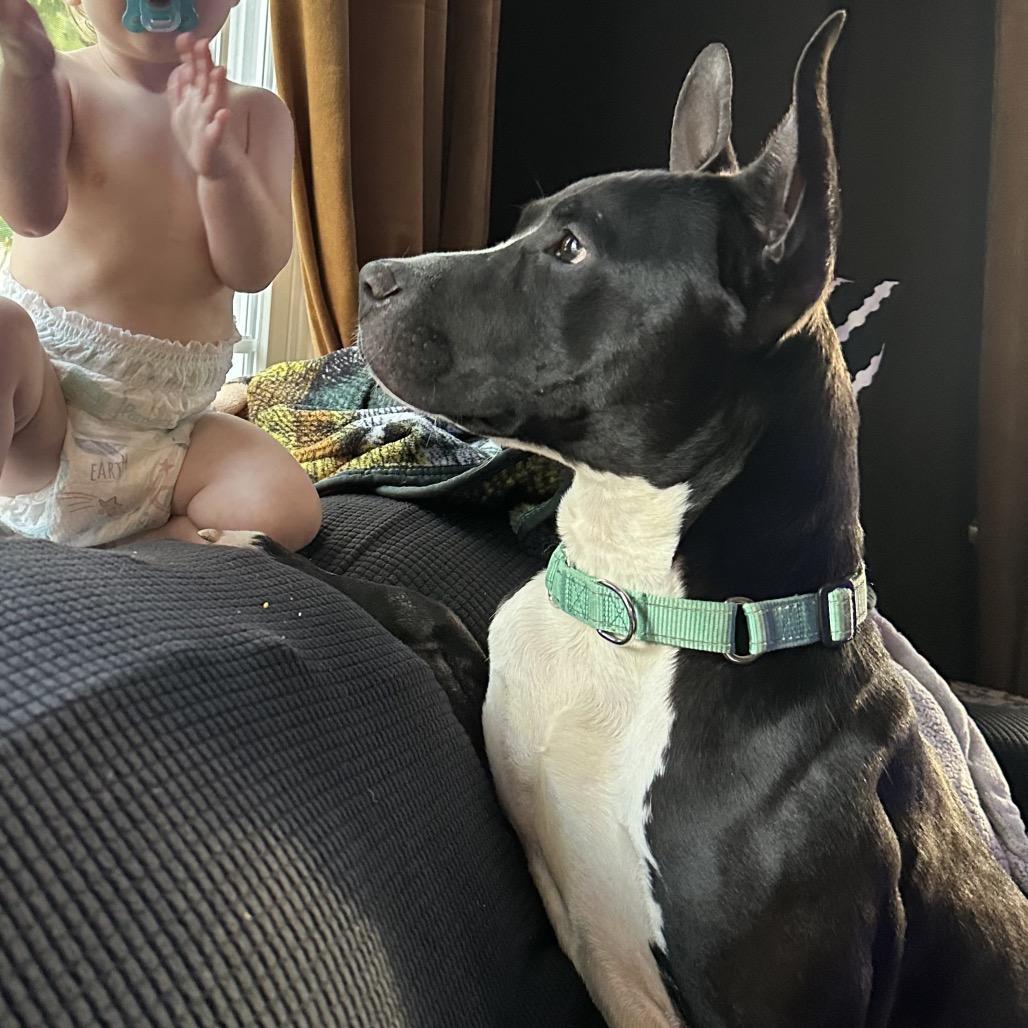 Enlarge Oakley, a Adoptable Pit Bull Terrier in Reisterstown, MD image 1/4