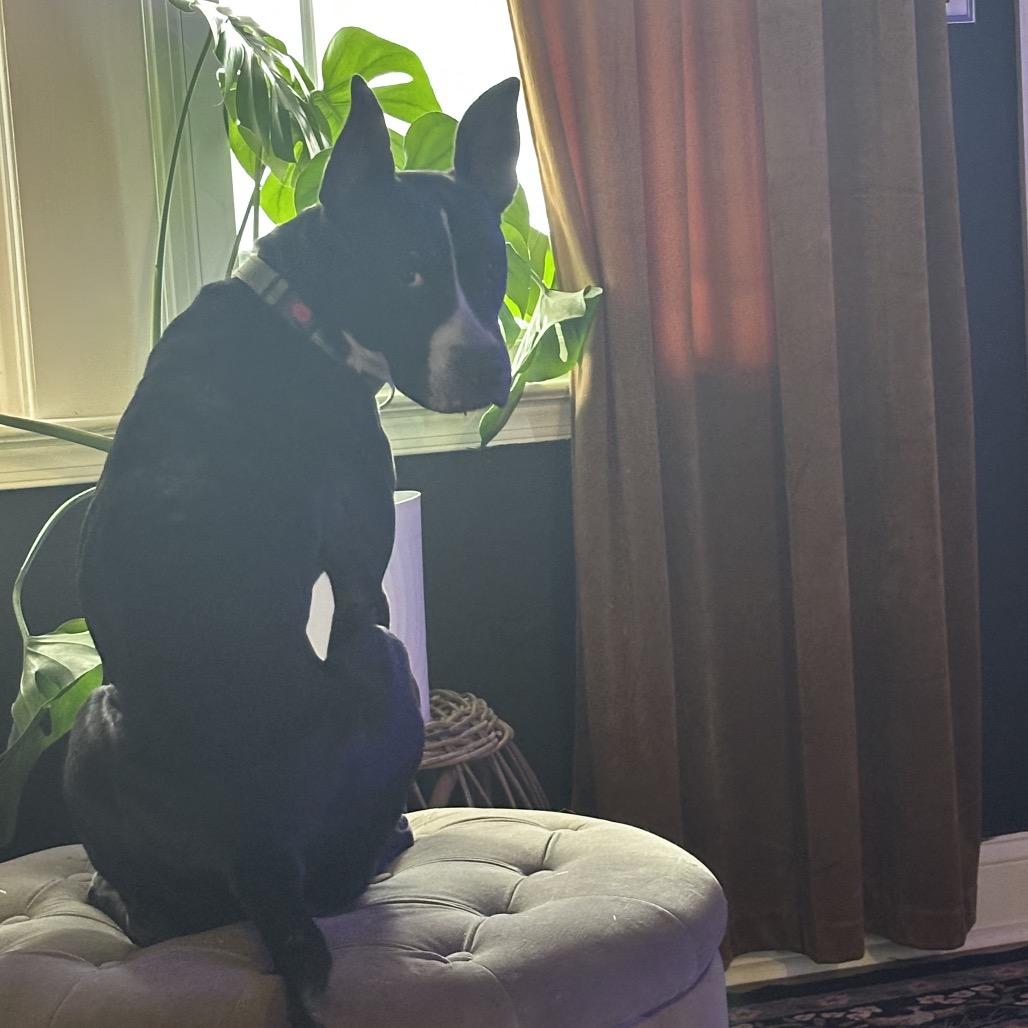 Enlarge Oakley, a Adoptable Pit Bull Terrier in Reisterstown, MD image 2/4