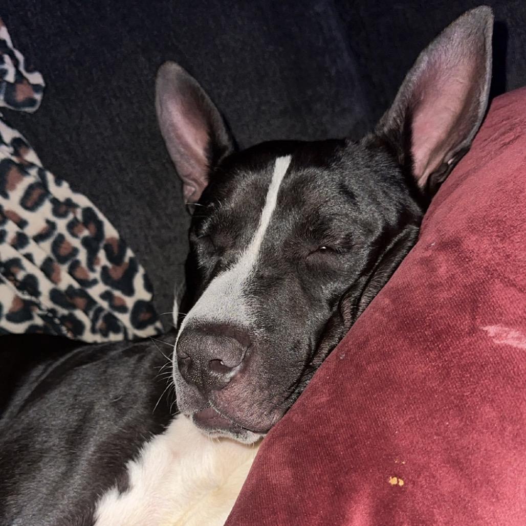 Enlarge Oakley, a Adoptable Pit Bull Terrier in Reisterstown, MD image 3/4