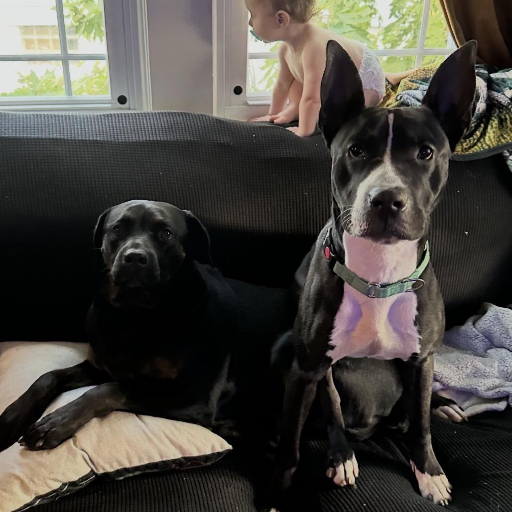 Enlarge Oakley, a Adoptable Pit Bull Terrier in Reisterstown, MD image 4/4