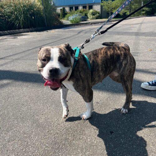 Callie (Surrender), Adoptable, Young Female Pit Bull Terrier & Mixed Breed.