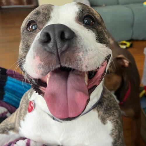 Callie (Surrender), a Adoptable mixed breed in Hamden, CT image 2/5