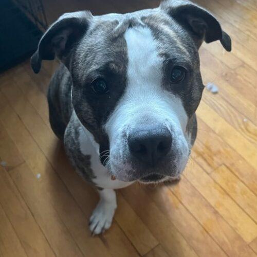 Callie (Surrender), a Adoptable mixed breed in Hamden, CT image 3/5