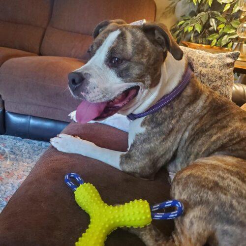 Callie (Surrender), a Adoptable mixed breed in Hamden, CT image 4/5
