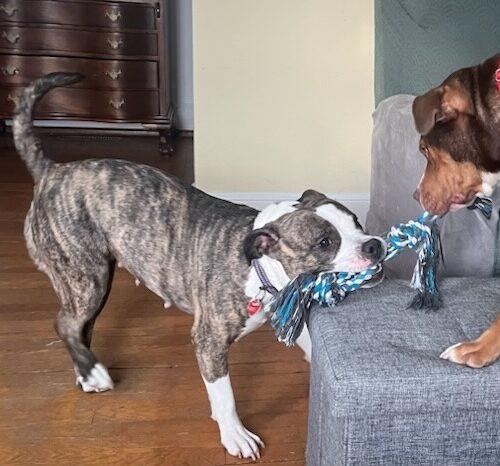 Callie (Surrender), a Adoptable mixed breed in Hamden, CT image 5/5