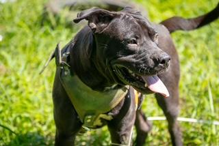 Enlarge Rambo, a Adoptable mixed breed in San Antonio, TX image 3/3