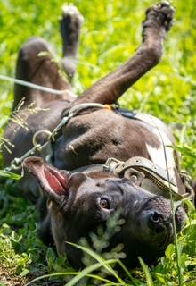 Enlarge Rambo, a Adoptable mixed breed in San Antonio, TX image 1/3