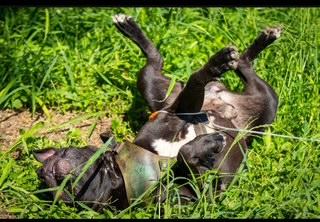 Enlarge Rambo, a Adoptable mixed breed in San Antonio, TX image 2/3