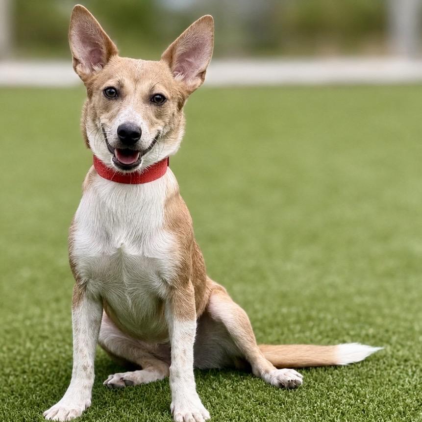 Enlarge Dolly, a Adoptable mixed breed in Austin, TX image 3/5