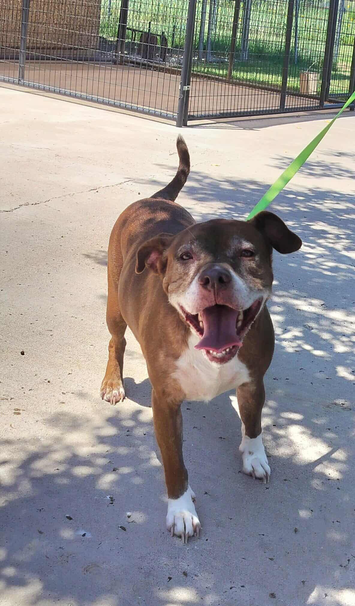 Enlarge Callie, a Adoptable Pit Bull Terrier in Boise, ID image 5/6