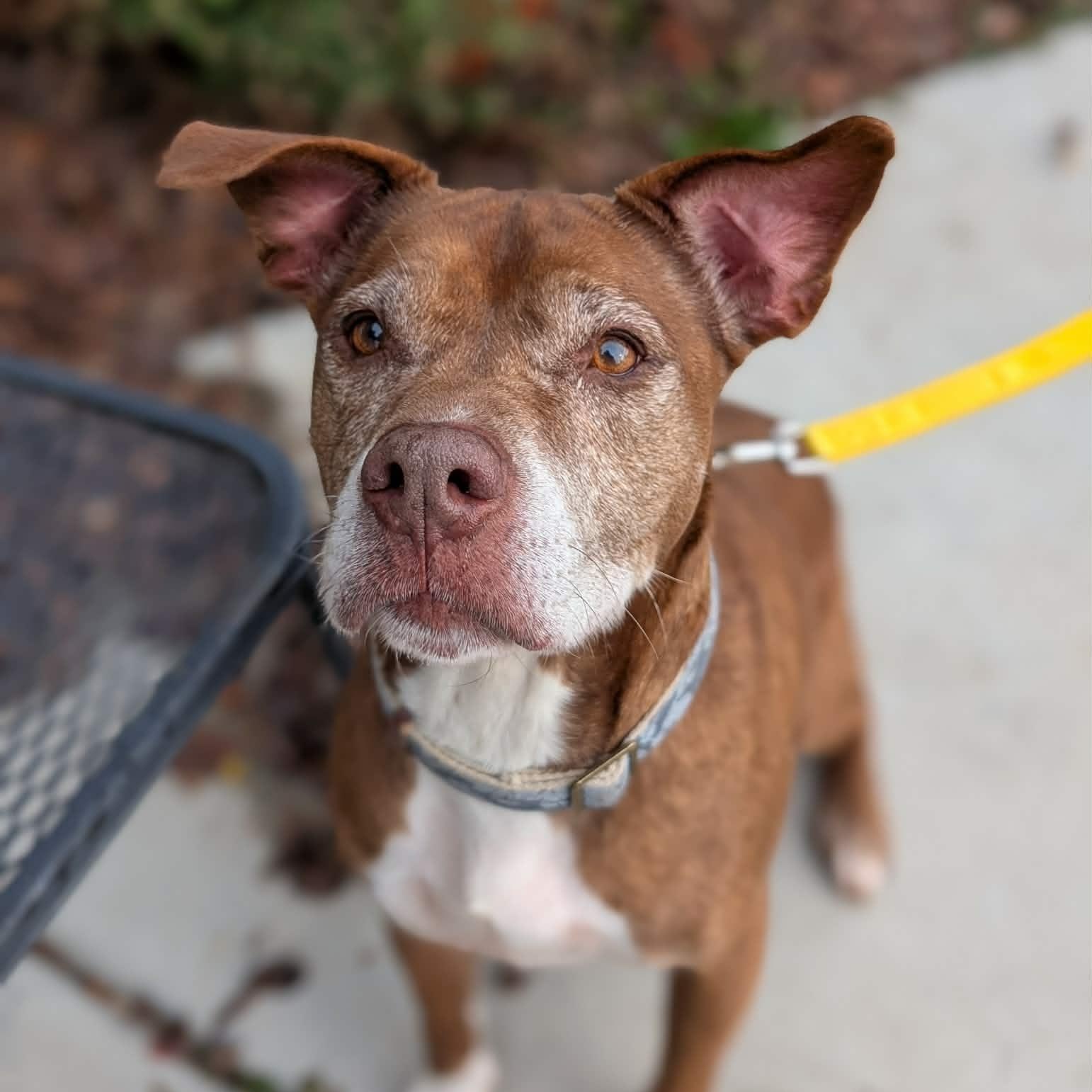Callie, Adoptable, Senior Female Pit Bull Terrier.
