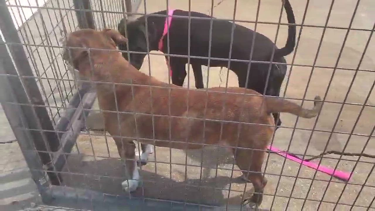 Enlarge Callie, a Adoptable Pit Bull Terrier in Boise, ID video 6/6
