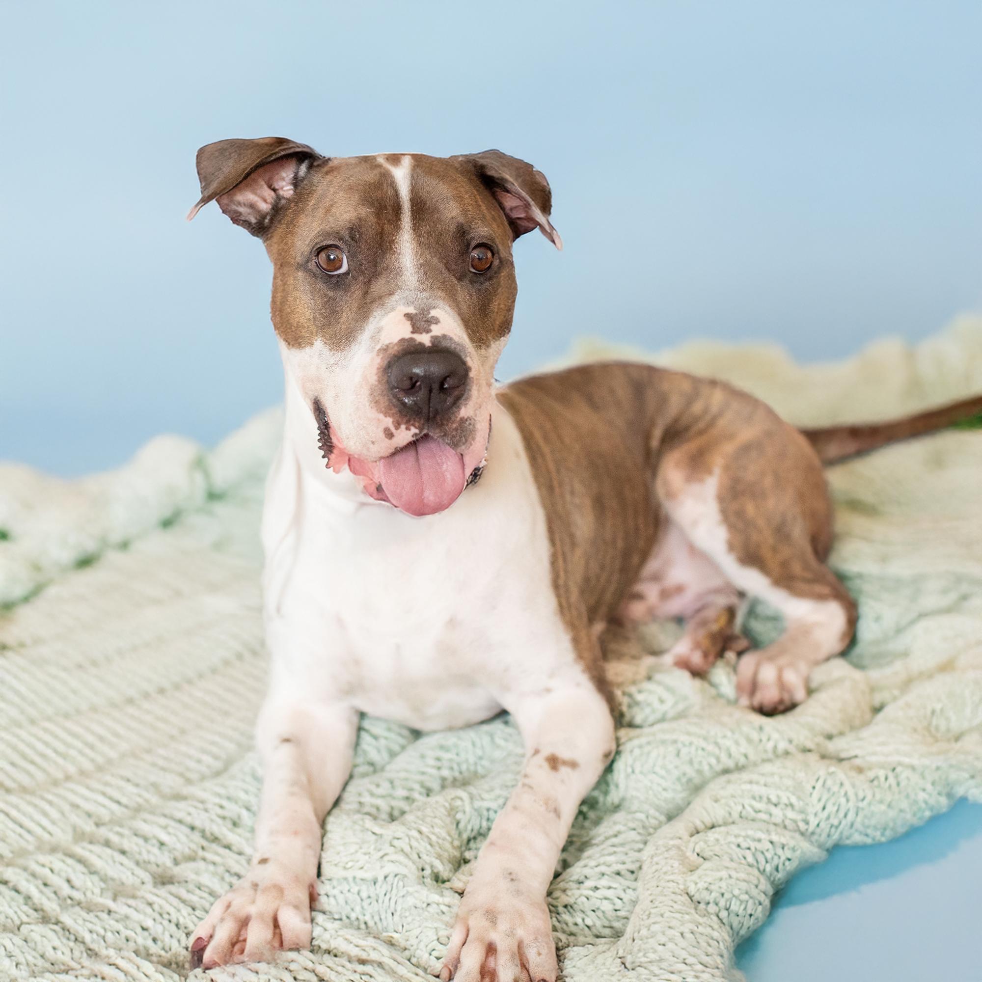 Munch, Young Male Shar-Pei