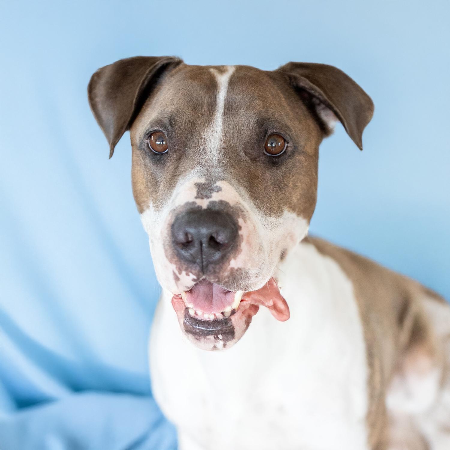 Munch, a Adoptable Shar-Pei in Scottsdale, AZ image 2/3