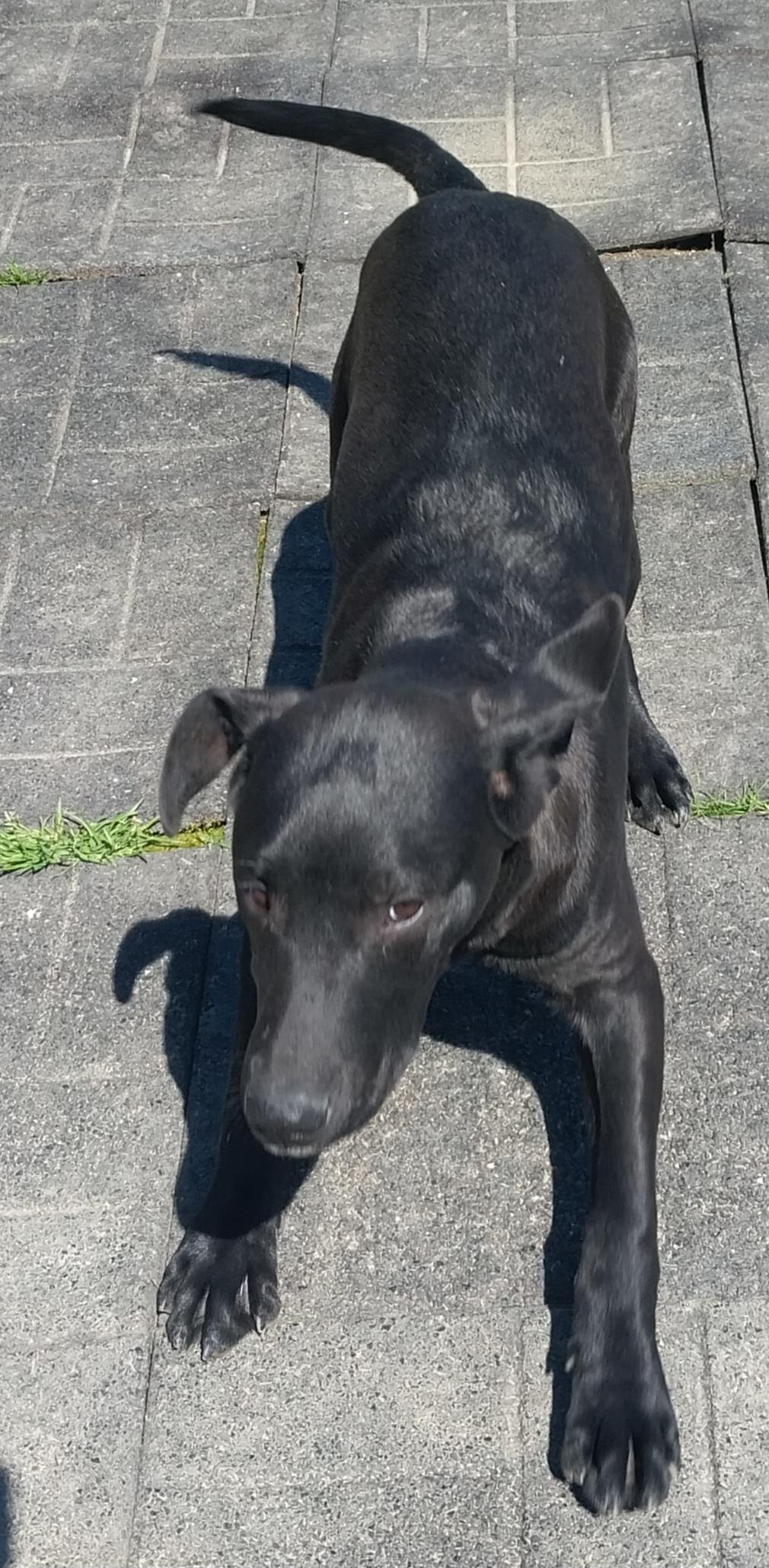 Enlarge JOBE, a ADOPTABLE Black Labrador Retriever in Louisville, OH image 3/6
