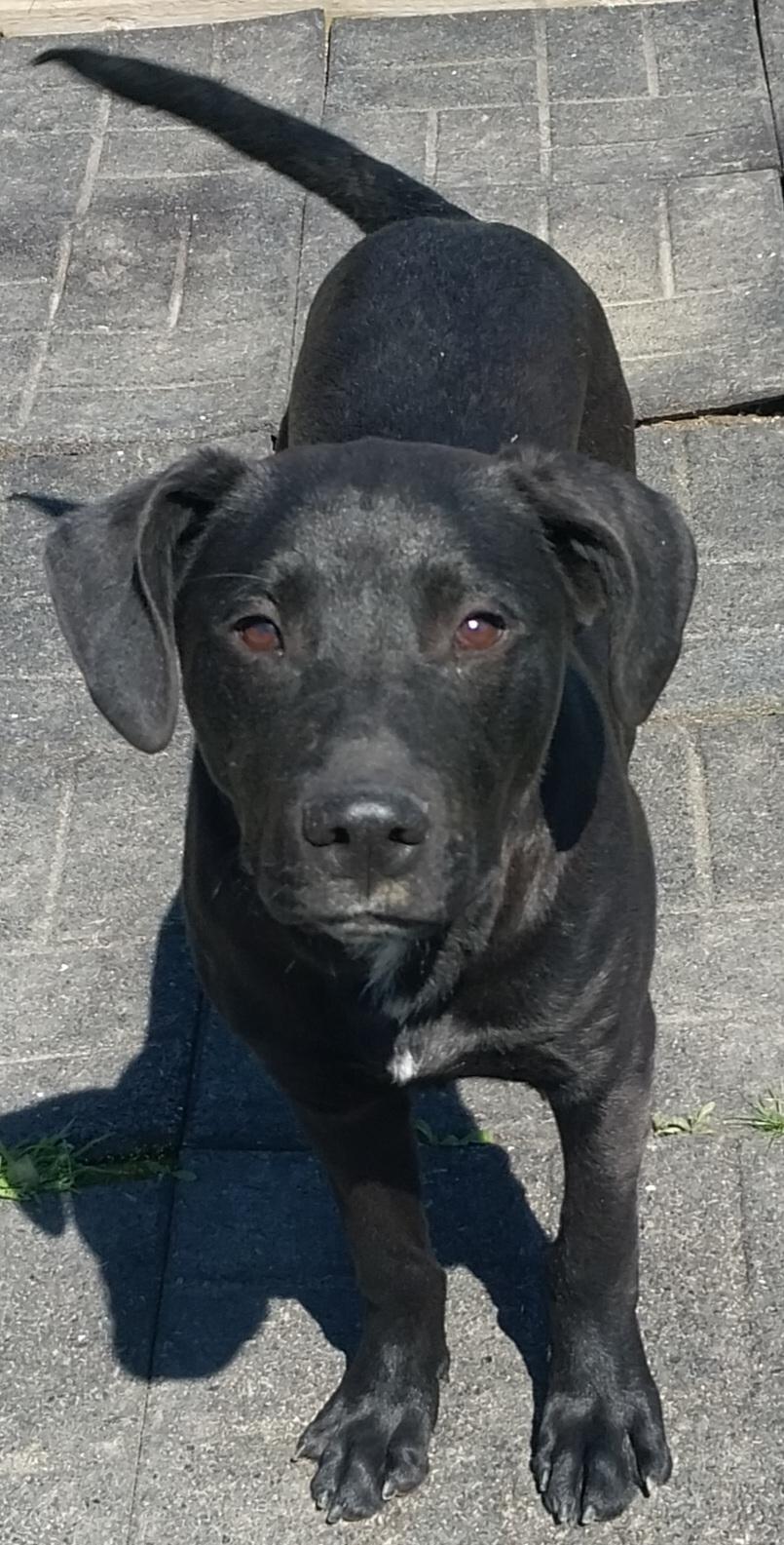 Enlarge JOBE, a ADOPTABLE Black Labrador Retriever in Louisville, OH image 4/6