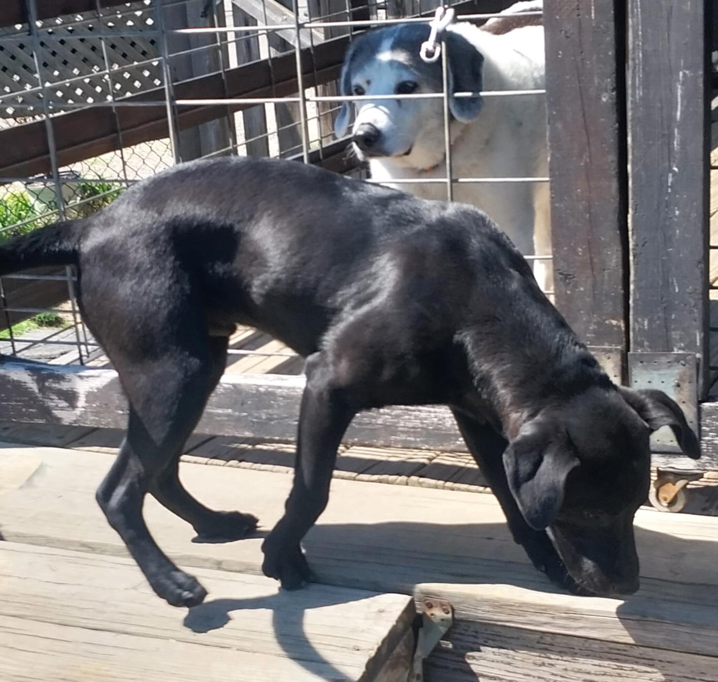 Enlarge JOBE, a ADOPTABLE Black Labrador Retriever in Louisville, OH image 6/6