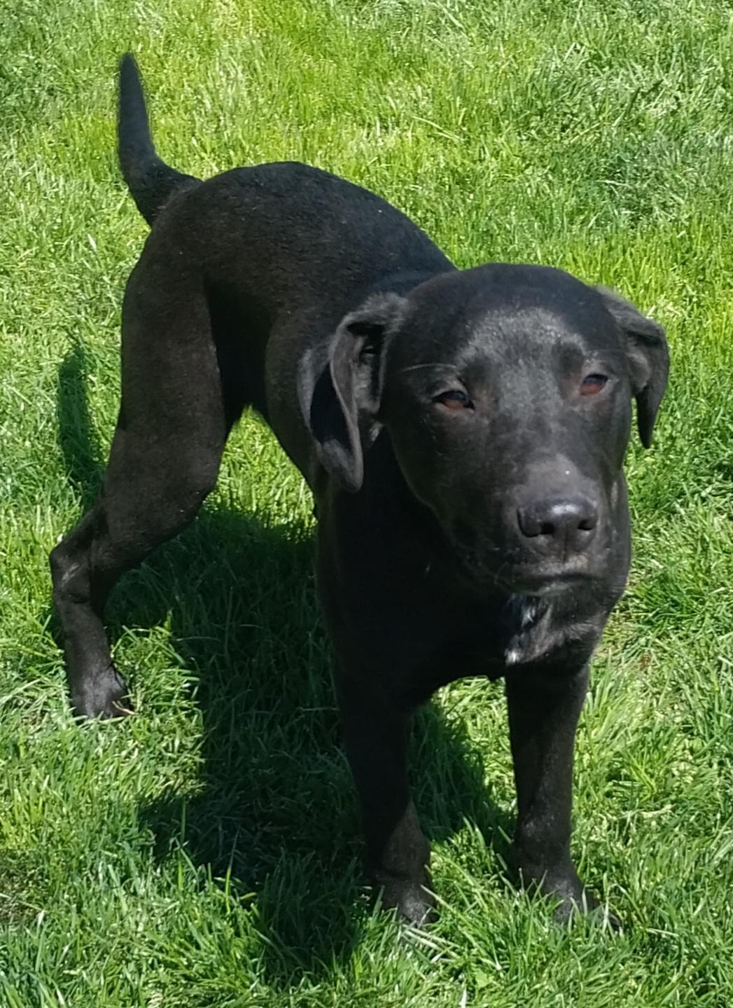 Enlarge JOBE, a ADOPTABLE Black Labrador Retriever in Louisville, OH image 2/6