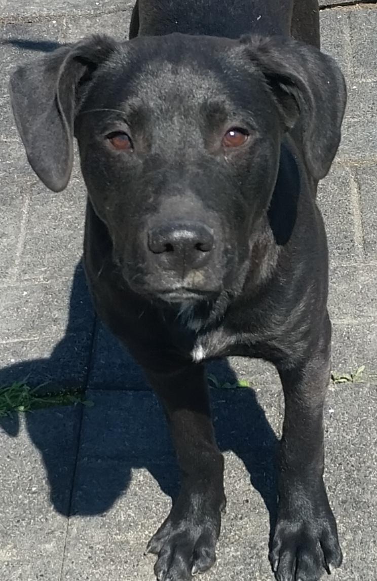 JOBE, ADOPTABLE, Young Male Black Labrador Retriever.