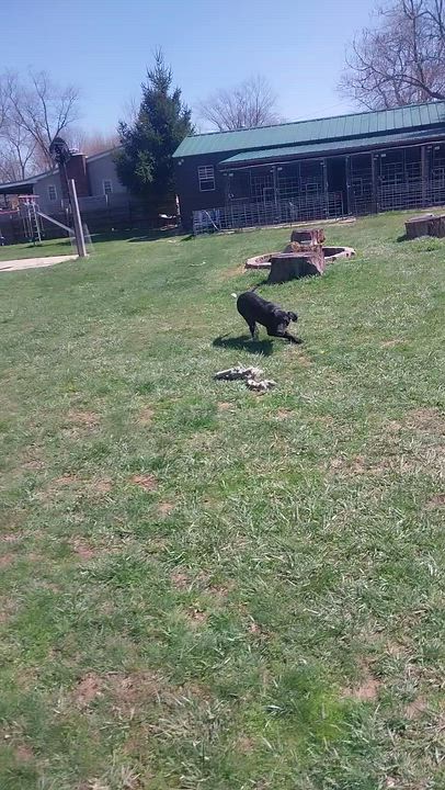 Enlarge JOBE, a ADOPTABLE Black Labrador Retriever in Louisville, OH video 5/6