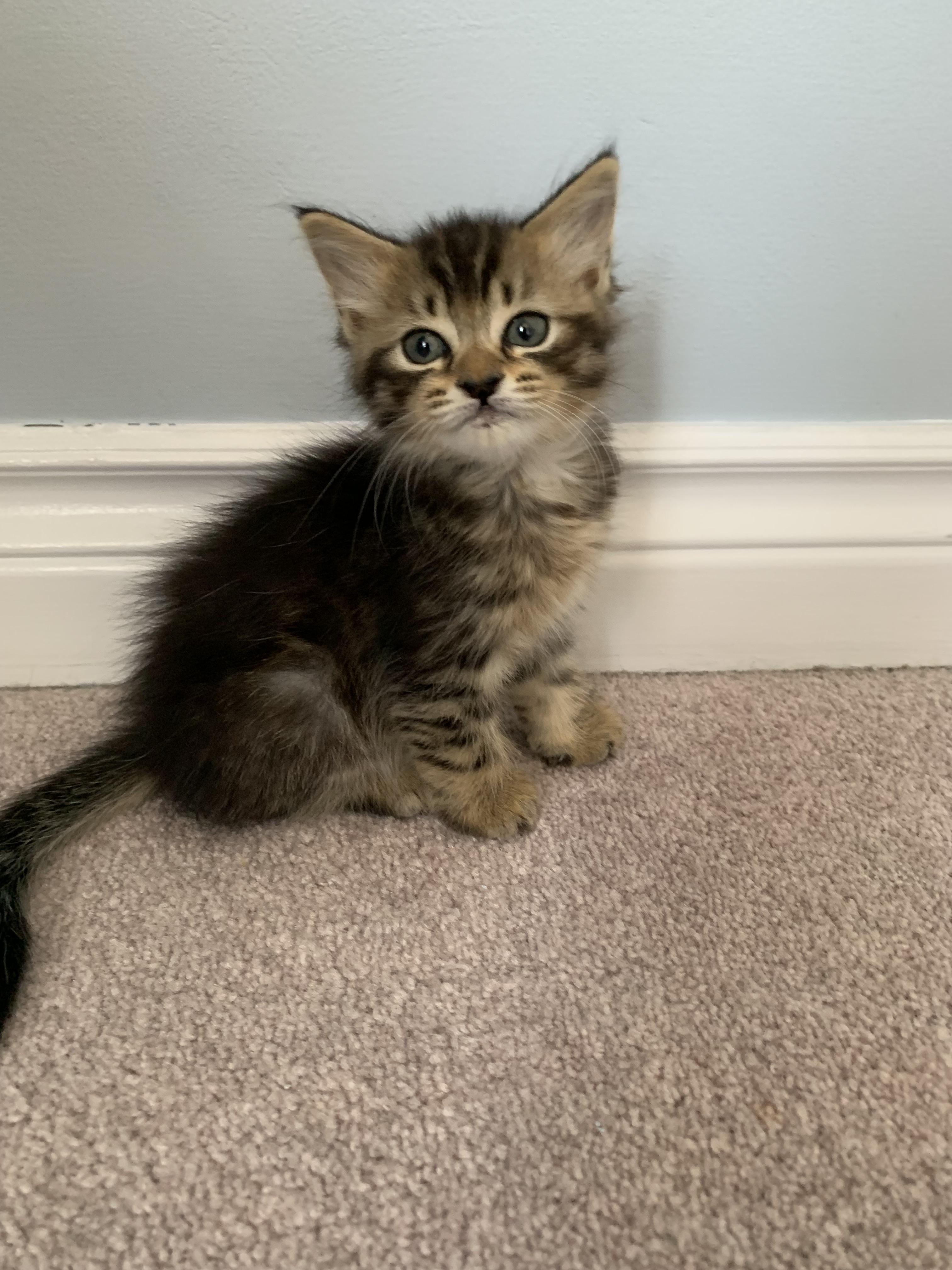 LaLa, Adopted, Kitten Female Domestic Long Hair.