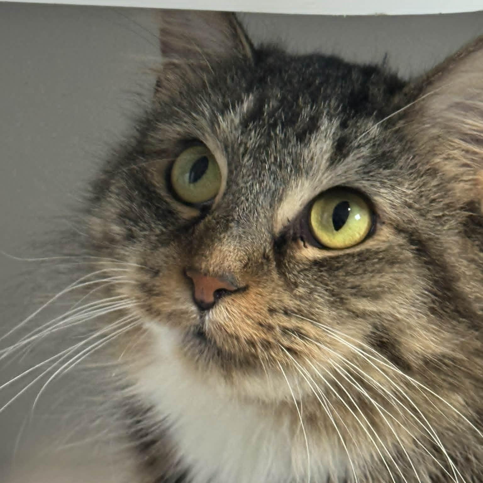 Frenchy, a ADOPTABLE Domestic Medium Hair in Danbury, CT image 1/3