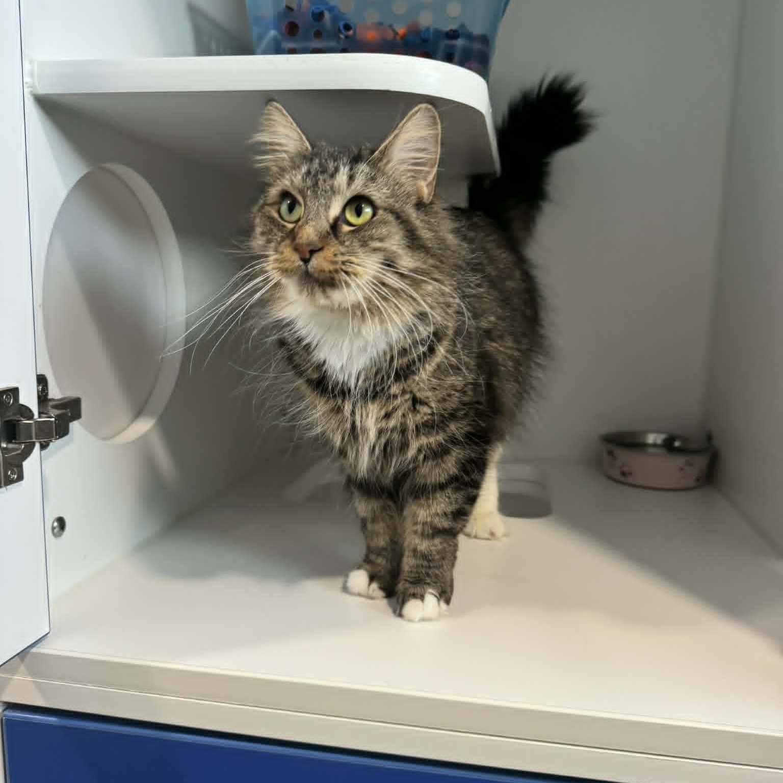 Frenchy, a ADOPTABLE Domestic Medium Hair in Danbury, CT image 3/3