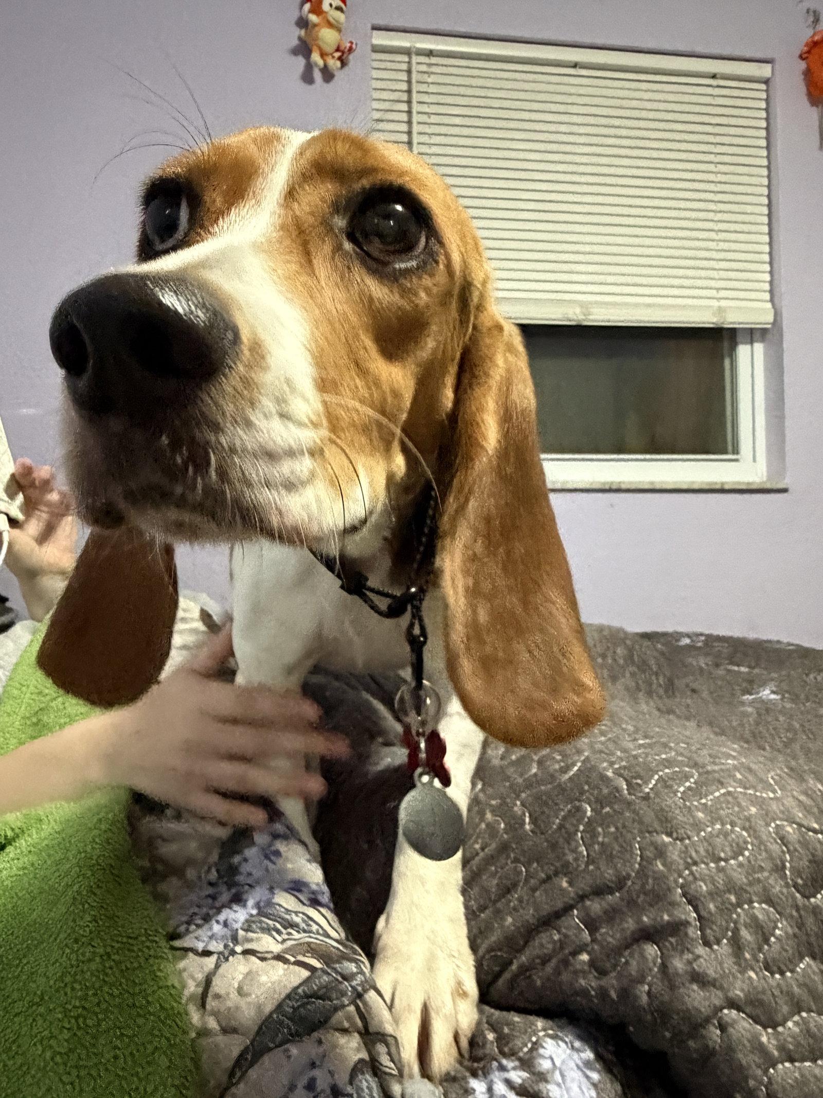 Laila Sniffs, Adoptable, Young Female Beagle.
