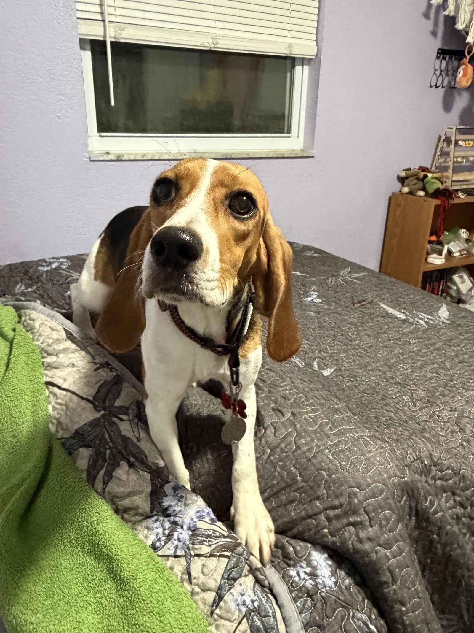 Enlarge Laila Sniffs, a Adoptable Beagle in Tampa, FL image 2/2