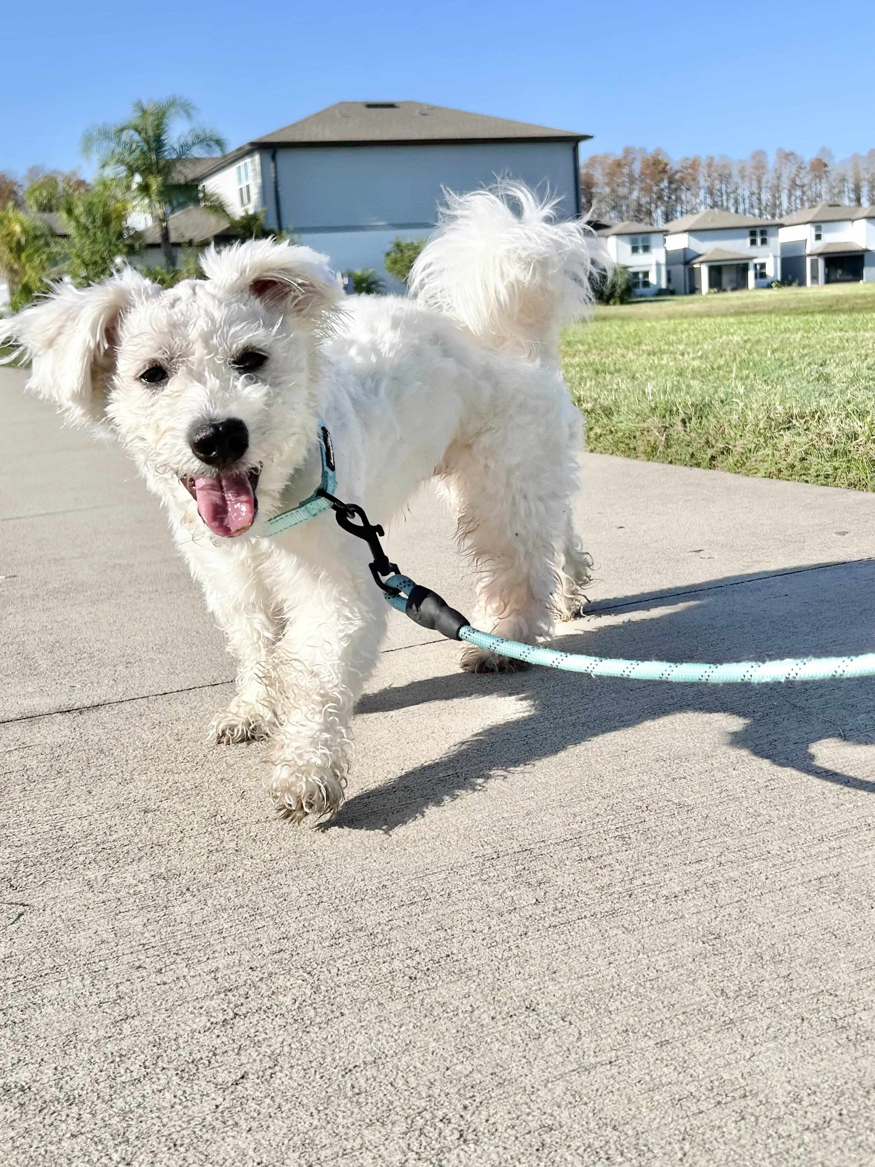 Blue, adopted, Young Male Maltese & Miniature Poodle.