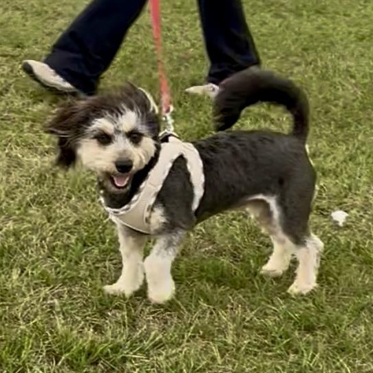Enlarge Bouncy, a ADOPTABLE mixed breed in Sealy, TX image 1/6